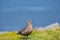The great skua bird sitting on grass on Ingolfshofdi cape in Iceland