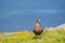 The great skua bird sitting on grass on Ingolfshofdi cape in Iceland