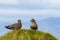 The great skua bird sitting on grass on Ingolfshofdi cape in Iceland