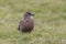 Great skua bird stercorarius skua standing in meadow