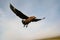 Great skua flying