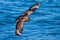 Great skua flying above the blue sea in the netherland