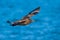 Great skua flying above the blue sky