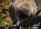 Great Skua, Shetland Islands, Antarctica