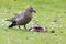 Great skua standing on green grass eating a puffin it killed