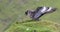 Great skua standing on green grassy knoll calling for its partner