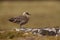 Great skua, Stercorarius skua,