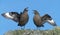 Great skua, Stercorarius skua