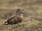 Great Skua (Stercorarius skua)