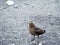 Great Skua Stercorarius skua ,iceland