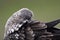 Great Skua (Stercorarius skua) , Norway