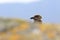 Great Skua (Stercorarius skua) , Norway