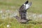 Great Skua (Stercorarius skua) on Runde Island