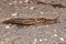 A great slug (lat. Limax maximus) crawls along the paths in the garden.