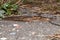 A great slug (lat. Limax maximus) crawls along the paths in the garden.