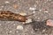 A great slug (lat. Limax maximus) crawls along the paths in the garden.