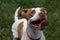 Great smile and tongue on this happy dog - brown & white pit mix