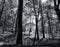 Great Smokey Mountain Park Forest Black and White