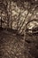 Great Smokey Mountain Park Forest in Sepia Tones