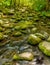 Great Smoky Mountain National Park stream
