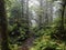 Great Smoky Mountains foggy forest after rainfall.