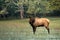 Great Smoky Mountains National Park Bull Elk