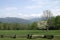 Great Smoky Mountains in Spring