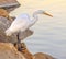Great Snowy Egret Perched on the Rocks at Santee Lakes