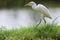 Great Snowy Egret in soft walk on green grass for morning task, India