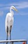 Great Snowy Egret standing on a fishing boat