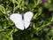 Great Southern White Butterfly, Ascia monuste