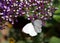 Great southern white butterfly on purple flowers