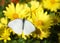 Great southern white butterfly on yellow daisies