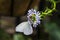 Great Southern White Male Butterfly