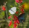 Great Southern White and Pipevine Swallowtail Butterflies on Red Salvia Flower in Arizona Desert