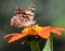 Great Spangled Butterfly on Mexican Sunflower