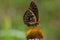 Great Spangled Fritallary