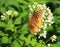 Great Spangled Fritelary Butterfly