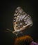 Great Spangled Fritillary