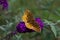 Great Spangled Fritillary Butterfly