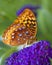 Great Spangled Fritillary butterfly