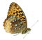 Great spangled fritillary butterfly