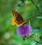Great Spangled Fritillary Butterfly Feeding on a Bull Thistle