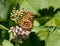 Great Spangled Fritillary butterfly on Milkweed flower,