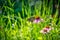 Great spangled fritillary butterfly perched on a cone flower among green foliage