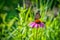 Great spangled fritillary butterfly perched on a cone flower among green foliage