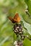 Great Spangled Fritillary butterfly portrait on Milkweed flower,