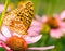 Great spangled fritillary butterfly on purple coneflower