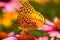 Great spangled fritillary butterfly on purple coneflower