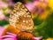 Great spangled fritillary butterfly on purple coneflower